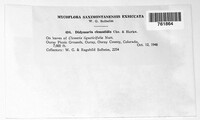 Marssonina clematidicola image